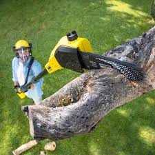 Best Lawn Disease Treatment  in Mount Airy, MD