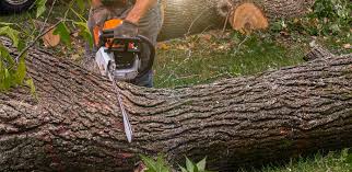 Best Firewood Processing and Delivery  in Mount Airy, MD