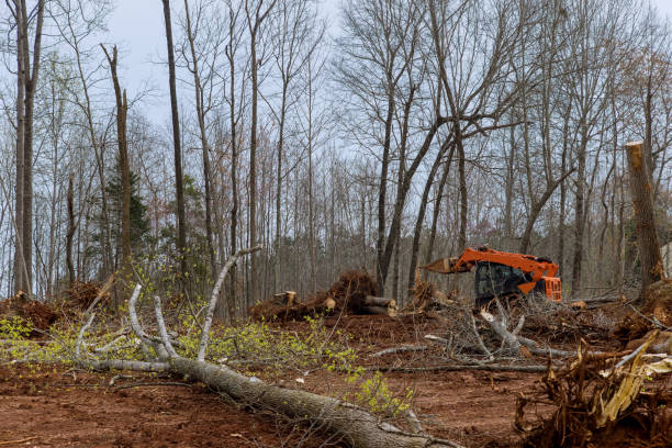 Best Commercial Tree Services  in Mount Airy, MD