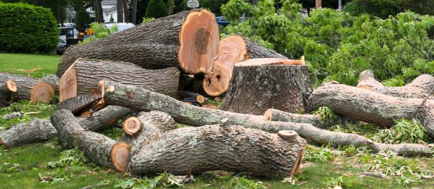 Best Tree Removal  in Mount Airy, MD