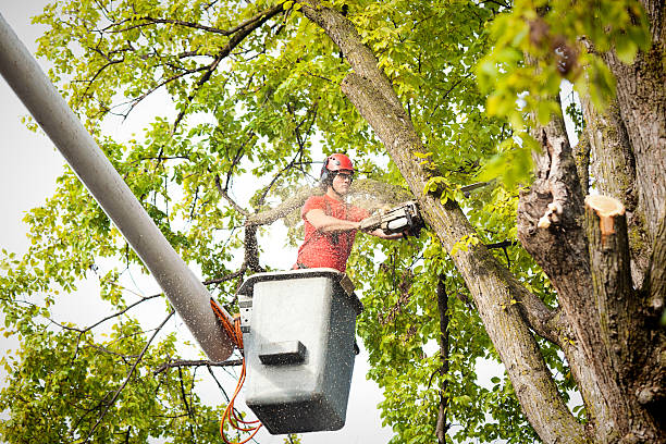 How Our Tree Care Process Works  in  Mount Airy, MD