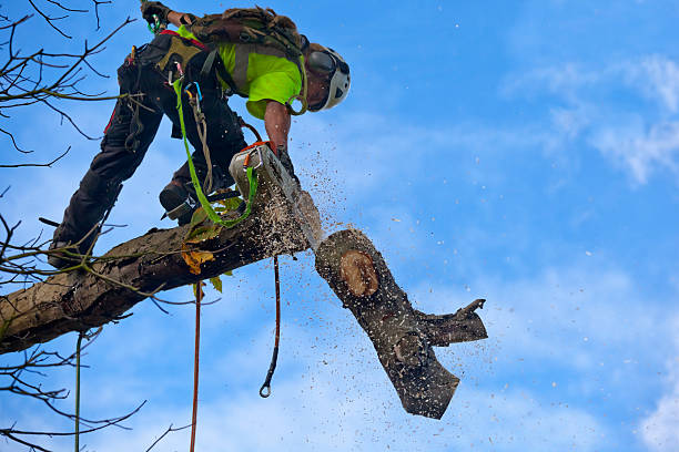 Best Seasonal Cleanup (Spring/Fall)  in Mount Airy, MD